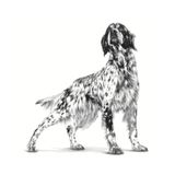 VHN REN SUP E DOG LATA - PERRO